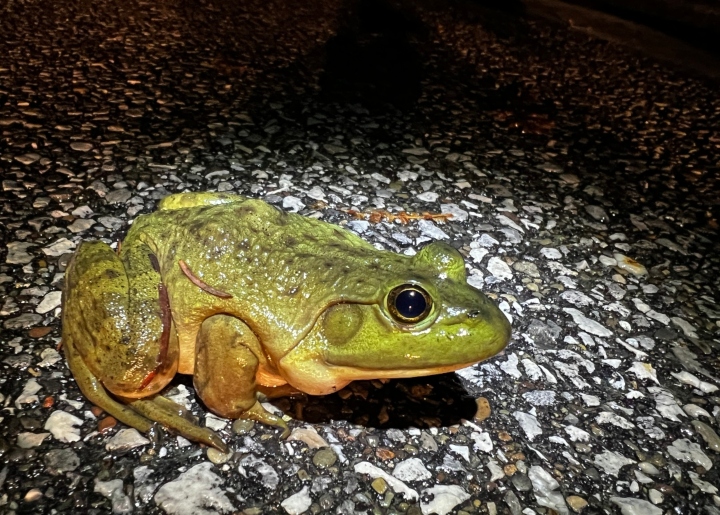 American Bullfrog